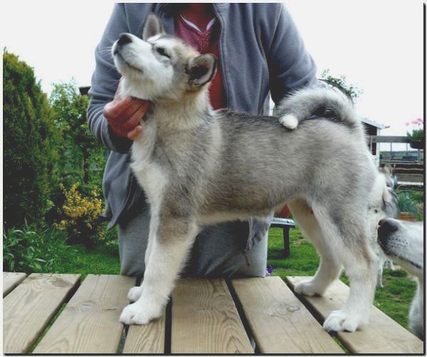 Onni 10 Wochen 085.jpg